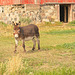 a curious donkey 3