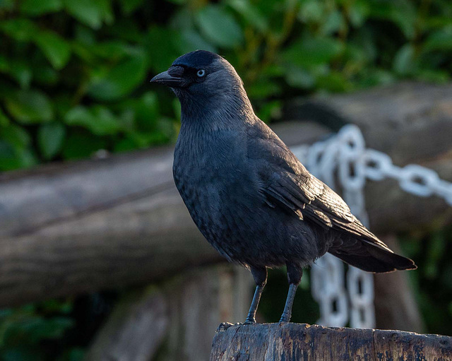 Jackdaw