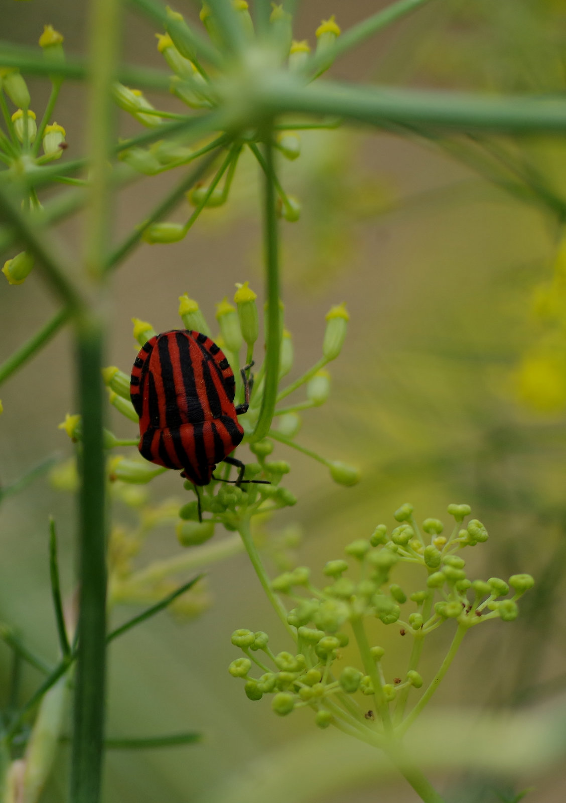 punaise arlequin (Graphosoma italicum) appelée aussi pentatome italien, dans les fleurs du pied d'anis.