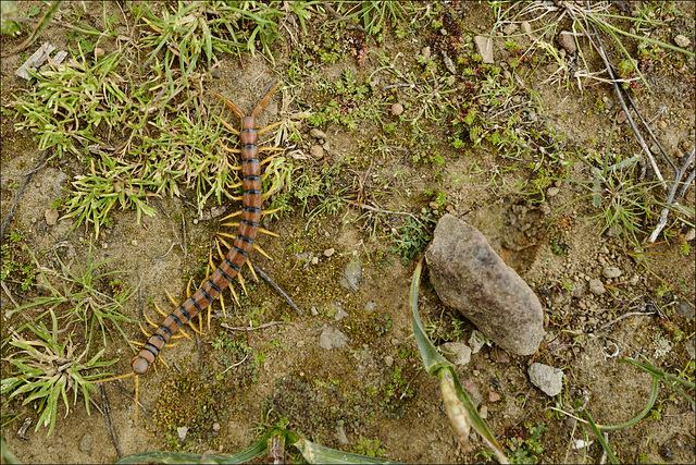 Julida, myriapode, diplópodes, Milpatas