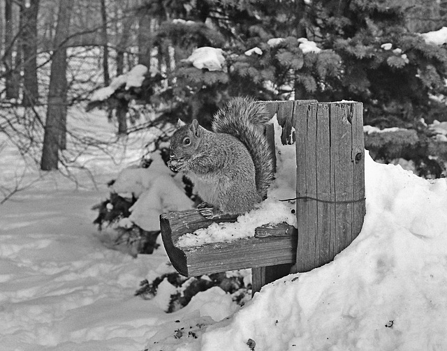 Sam's great great great grandfather / l'arrière arrière arrière grand père de sam