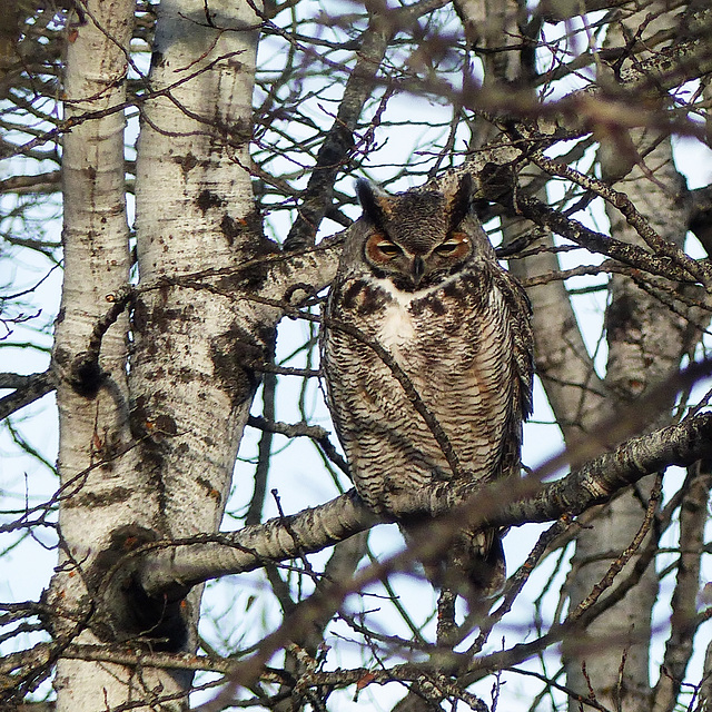 Great Horned Owl male