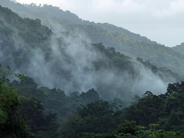 Mist, rising from the rain forest, Asa Wright Nature Centre, Trinidad