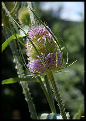 Dipsacus follunum