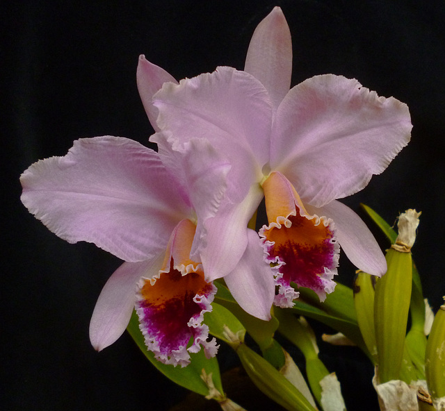 Cattleya percivaliana