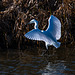 Little egret