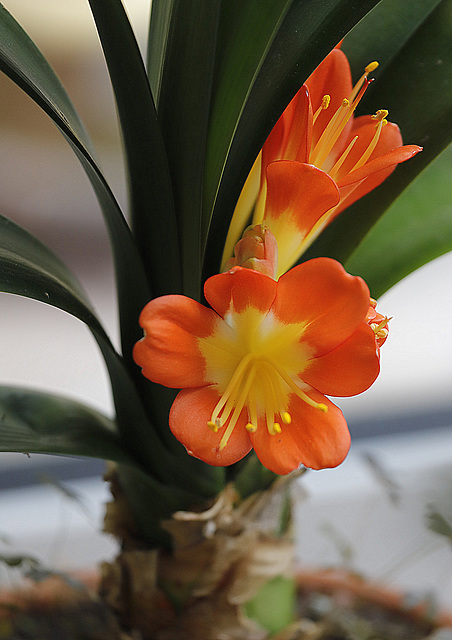 Clivia