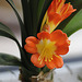 Clivia