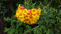 Opulent autumn flowers