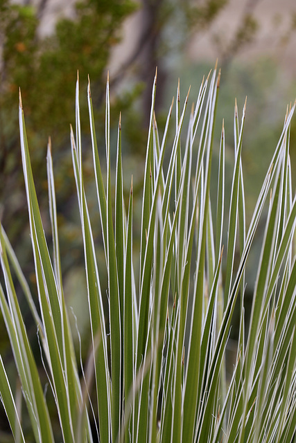 Beaked Yucca