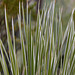 Beaked Yucca