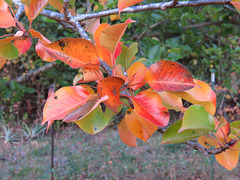 Pear leaves