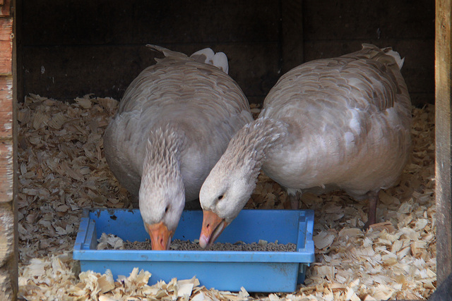 Geese feeding