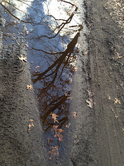 Puddle #2