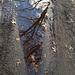 Puddle #2