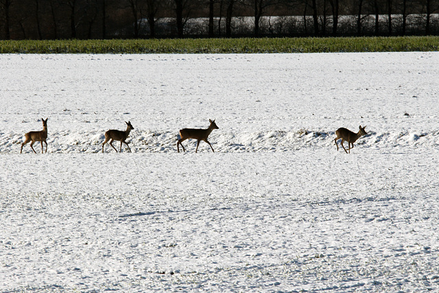 Kapellenmoor