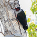 Lewis's Woodpecker