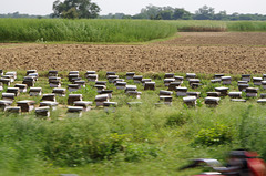 Bee hives in Rajasthan