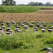 Bee hives in Rajasthan