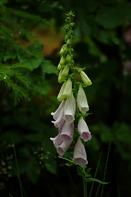 Digitalis purpurea