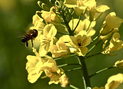 Noch gibt es Bienen