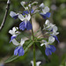 Blue-eyed Mary