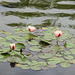 Day 6, Water Lilies at the National Butterfly Centre, South Texas
