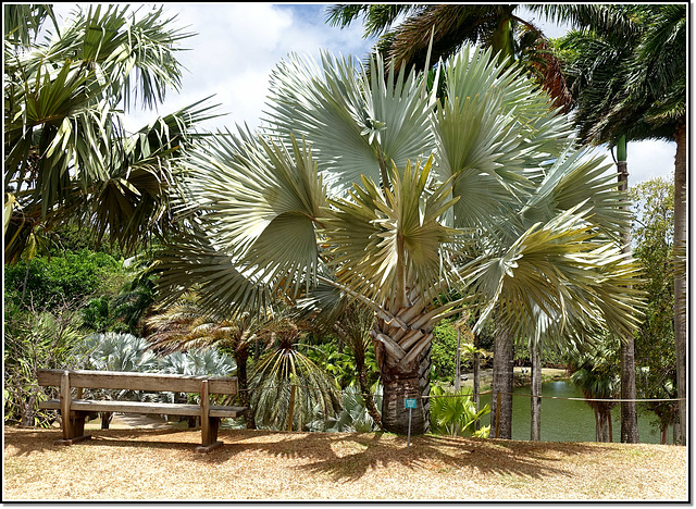 Sous les palmiers, la plage !