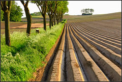 Trees-Fields with lines