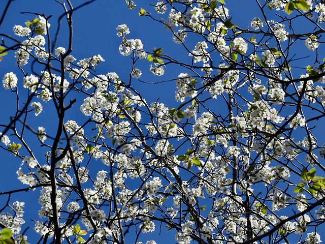 Wild pear flowers