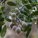 Mountain Laurel