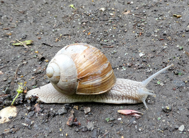 Weinbergschnecke