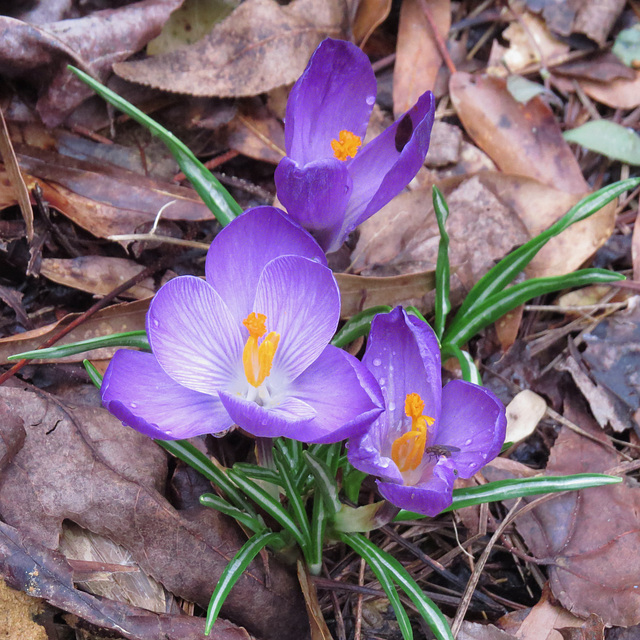 Crocuses