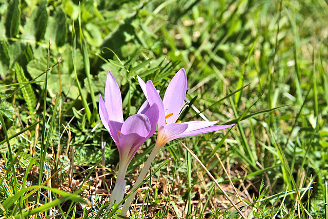 Herbstzeitlose - Colchicum autumnale)