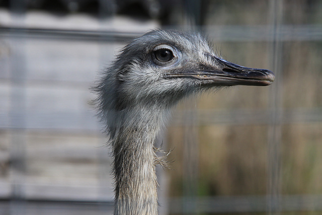 Rhea