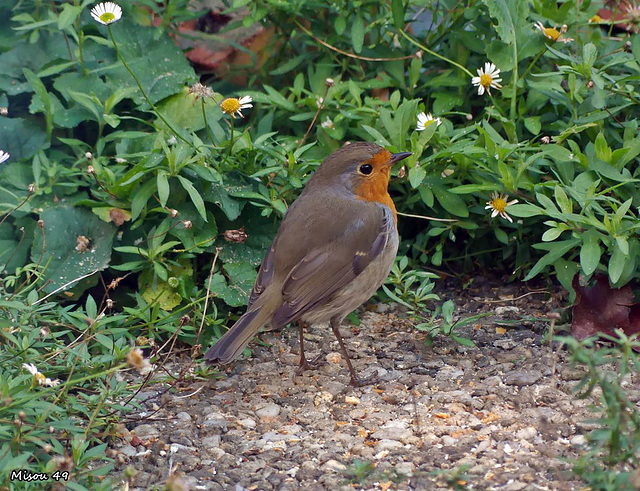 Dans mon jardin