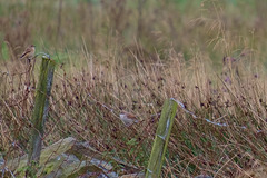 Whinchat and Whitethroat