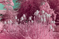 Red-Hot Pokers - Infrared