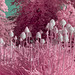 Red-Hot Pokers - Infrared