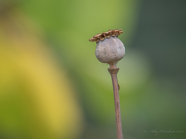 Poppy Seedheads-2