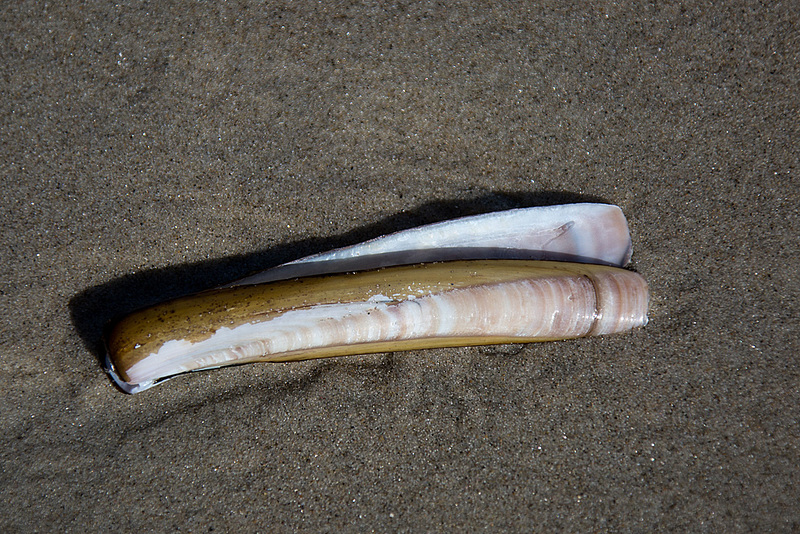 20140912 5238VRAw [NL] Scheidenmuschel (Ensis siliqua), Terschelling