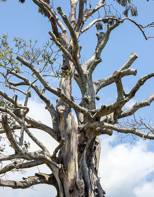 331/365 Ancient Tree