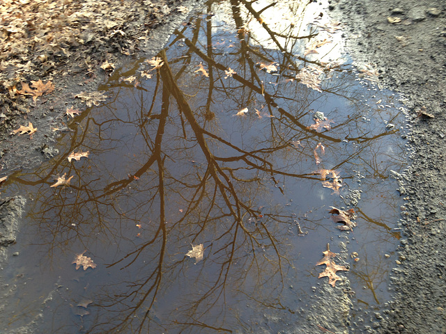 Puddle #3