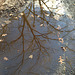 Puddle #3