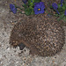 A hedgehog in our garden