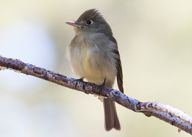 Cordilleran Flycatcher