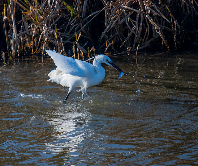 Little egret with its catch