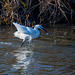 Little egret with its catch