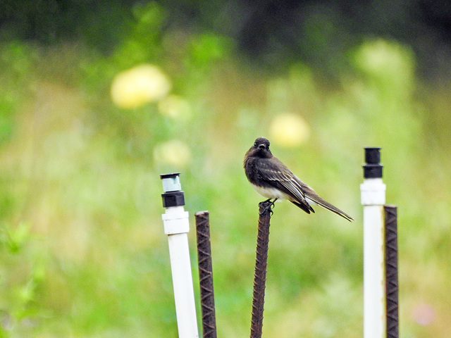 Day 6, Black Phoebe, National Butterfly Centre, South Texas