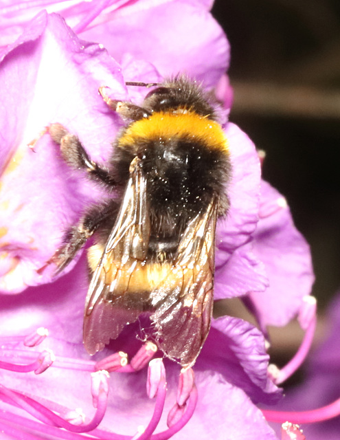 BumblebeeIMG 3280